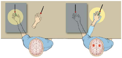 Shogo Tanaka's Psychology & Philosophy Lab.: Rubber Hand Illusion
